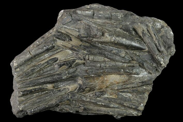 Plate Of Belemnite Fossils - England #131983